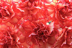 фото "***"
