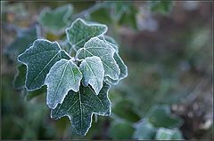 photo "after frost"