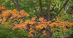 фото "First Color"