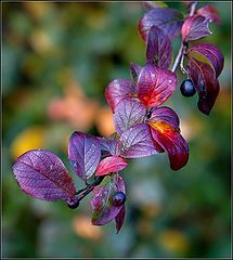 photo "branch"