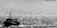 photo "sea"