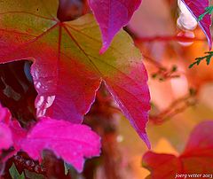photo "LikeDiamonds-InTheAutumn"