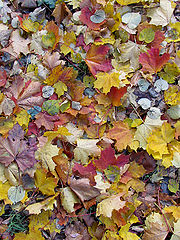 photo "leaves"