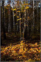 photo "***"