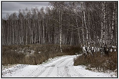 фото "Лесной дорогой-2"