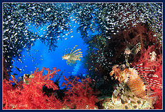 photo "The queen of the sea"