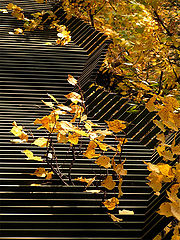photo "Autumn abstraction"