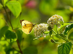 photo "***"