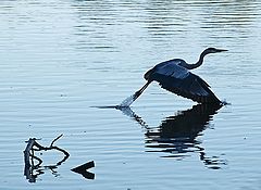 photo "Herons Graphic"