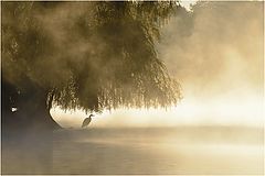 photo "heron in a morning mist"