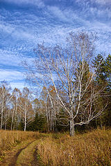 photo "In autumn forest"