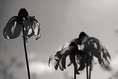photo "Summer"