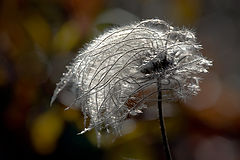 photo "***"