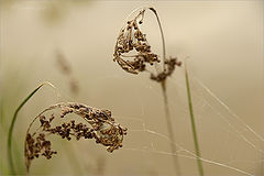 photo "***"