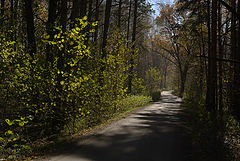 фото "Дорога в лесу."