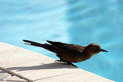 фото "In A Hot Summer Day: Before Swimming"