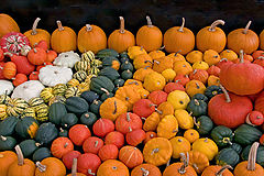 photo "Pumpkins"