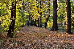 фото "Осенный парк"
