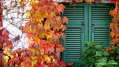 photo "autumn"
