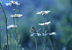 photo "***"
