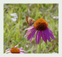 photo "***"