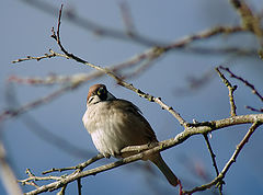 photo "The Sparrow"
