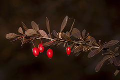 photo "* * *"