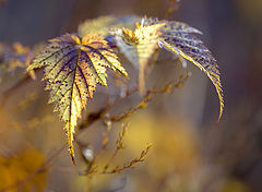 photo "***"