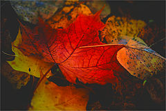 фото "..."