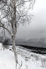 фото "русская береза под моим окном..."