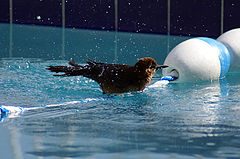 фото "In A Hot Summer Day: Swimming"