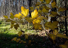 photo "***"
