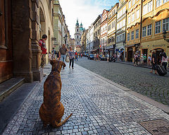 фото "Хозяин улицы."