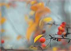 photo "***"