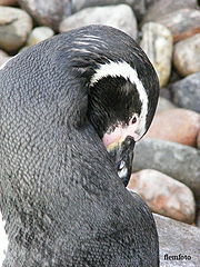 фото "Penguin"