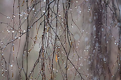 photo "***"