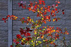 photo "autumn bush"