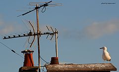 photo "on the roof"