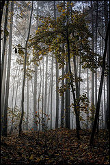 photo "***"