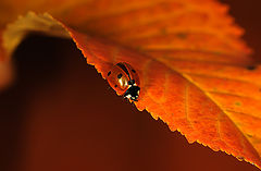 photo "***"