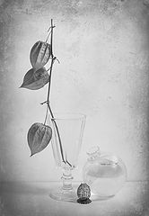 photo "***"