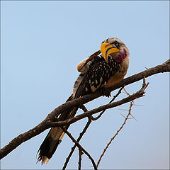 photo "Allow me to introduce myself!"