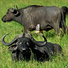 photo "About a large buffalo and small birds"