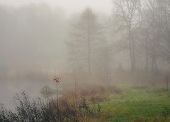 photo "Leaves in November ..."