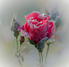 photo "***"