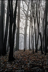 photo "***"