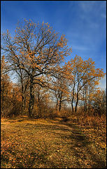 photo "***"