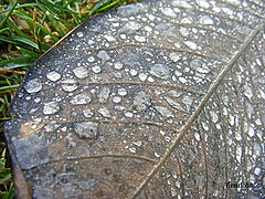 фото "Drop in nature"