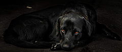 photo "***"
