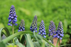 photo "Muscari"